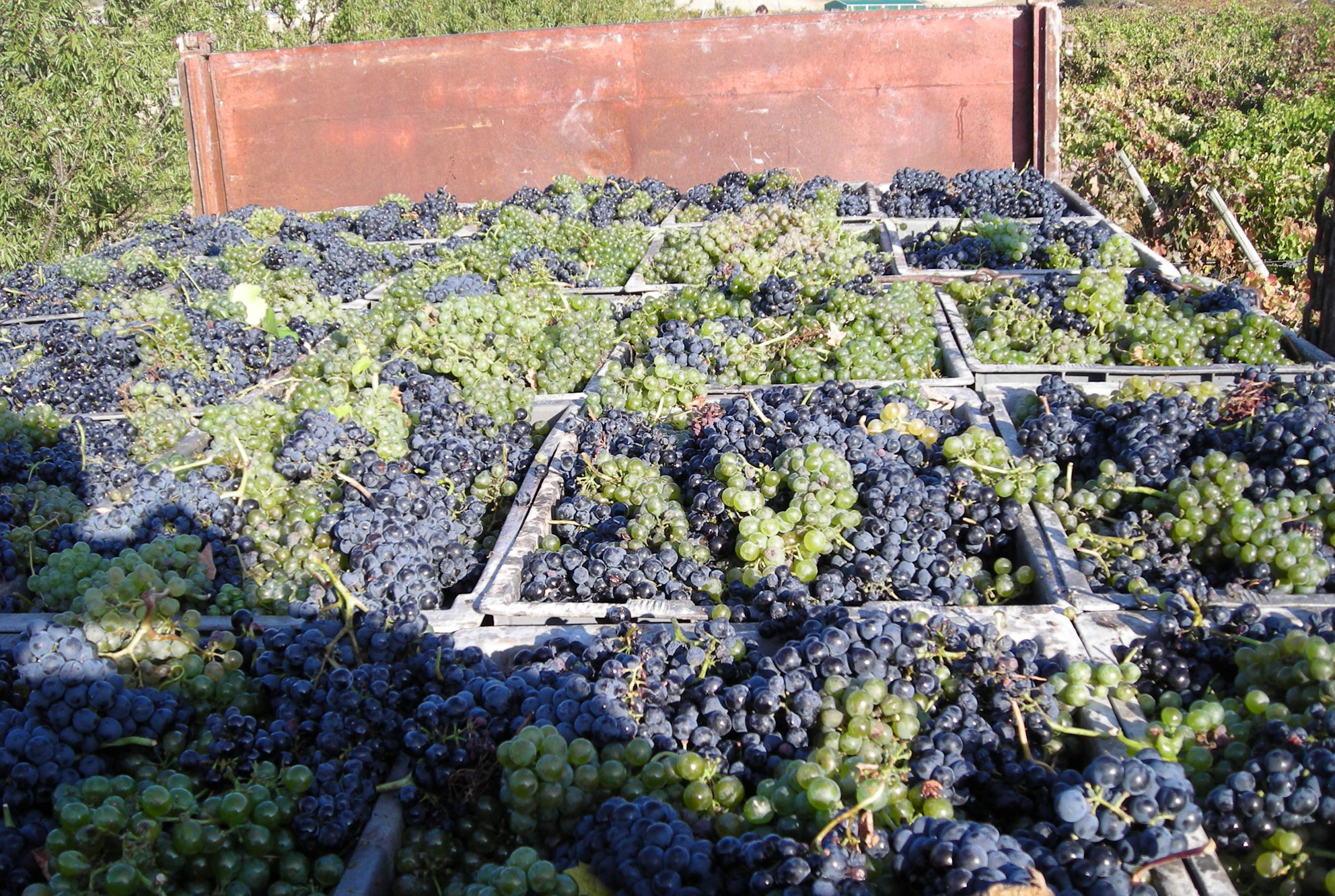 Senderismo y rutas por los viñedos de la campiña vallisoletana