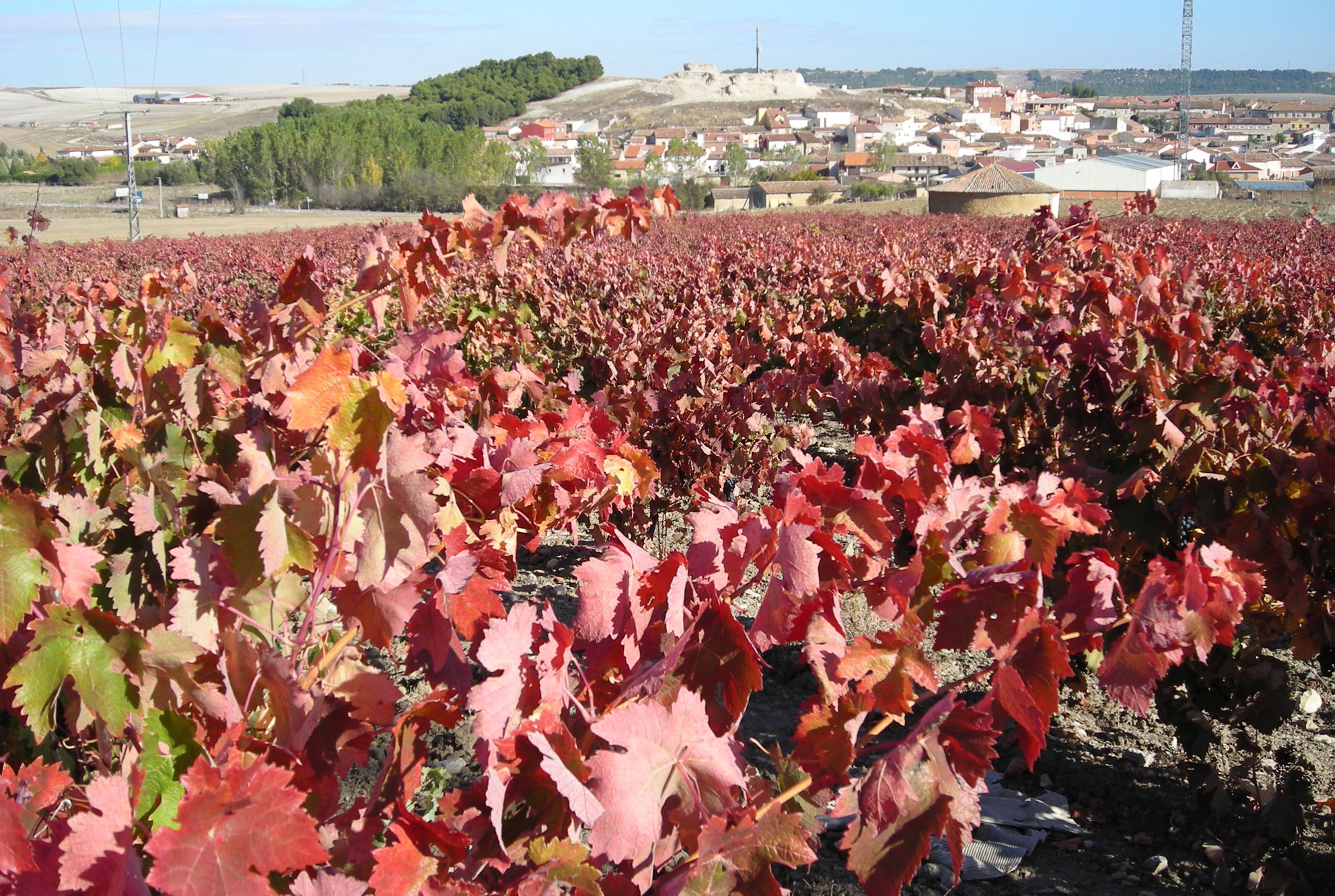 Bodega Amalio del Pozo - Viñedos con Denominación de Origen Cigales en Mucientes
